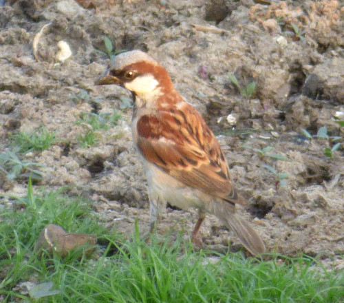 House sparrow in Phimai