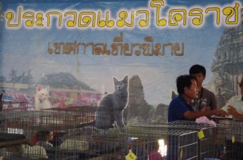 Korat cat contest Phimai